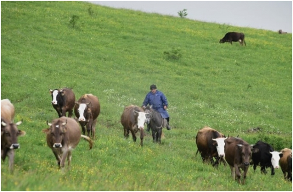 Գրեթե բոլոր կենդանատեսակների գլխաքանակի անկում է արձանագրվել. «Փաստ»